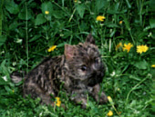 Cairn Terrier Cairn Bries Lolly Pop